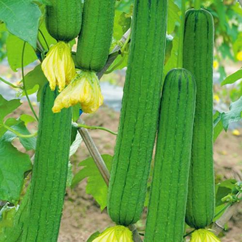 鼎牌優(yōu)比/三比1/6號(hào)肉絲瓜種子 早熟高產(chǎn)、四季可種的優(yōu)選蔬菜